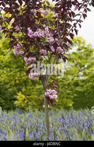 Prunus 'Royal burgundy'.  Japanese flowering cherry tree in blossom in front of Camassia leichtlinii flowers at RHS Wisley gardens. Surrey, England Stock Photo