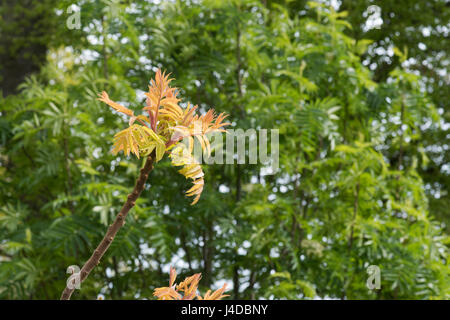 Rhus typhina 'Radiance' . Sumach ‘Radiance’. Staghorn Sumach leaves in april. UK Stock Photo