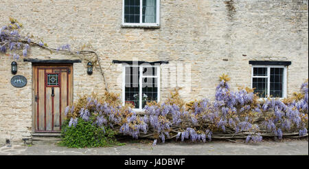 Wisteria floribunda.  Japanese wisteria on the exterior of Wisteria cottage in the village of Aynho, South Northamptonshire, England. Panoramic Stock Photo