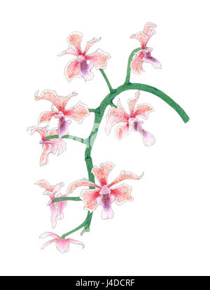 Vanda orchid (Vanda tricolor, cultivar) inflorescence over white background. Colored pencils and watercolor on paper. Stock Photo