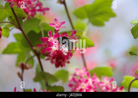 Bumblebee collects nectar on pink flower, young spring leaves in the background Stock Photo