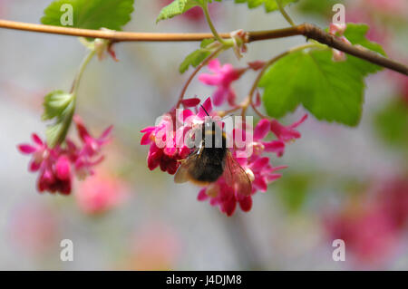 Bumblebee collects nectar on pink flower, young spring leaves in the background Stock Photo