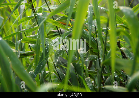Drops of morning dew on long green leaves of reed Stock Photo