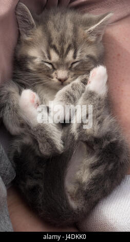 Cute Kitten sleeping in the bosom of it's owner. The picture expresses Comfort and the feeling of being secure when close to a "Guardian". Also Cute!! Stock Photo