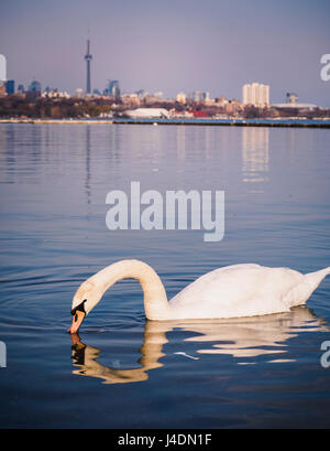 Trumpeter swan in Lake Ontario in front of Toronto Skyline. Trumpeter swan was almost extinct as the last one was hunted in Ontario in the 1800s Stock Photo