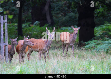 Red deer in Windsor Great Park, Royal Berkshire, England UK Stock Photo