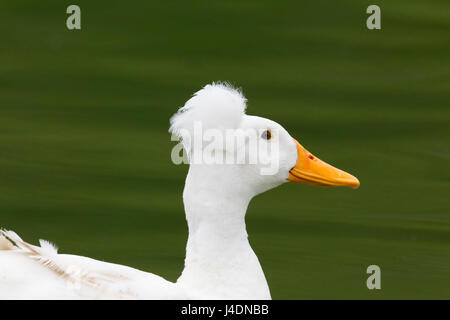 Funny Looking White Goose Stock Photo