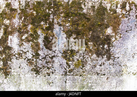 Fragment of a concrete wall with moss growing on it. Stock Photo