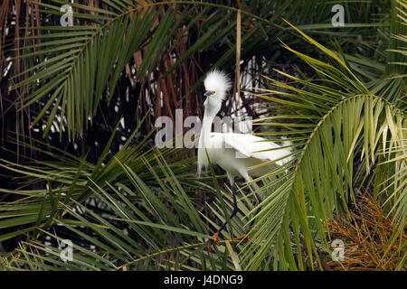 Snowy Egret in Breeding Plumage Stock Photo