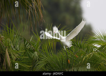 Snowy Egret in Breeding Plumage Stock Photo