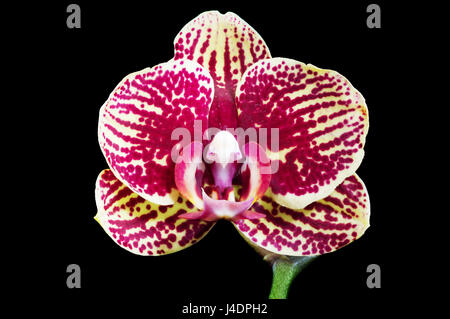 yellow phalaenopsis orchid with reddish spots and black background Stock Photo