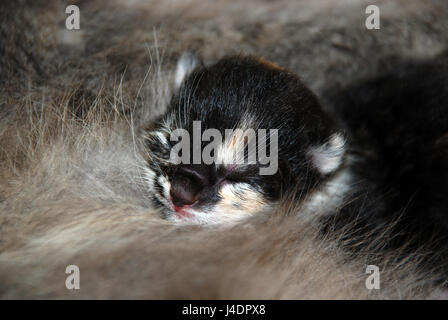 Newborn Kitten Stock Photo