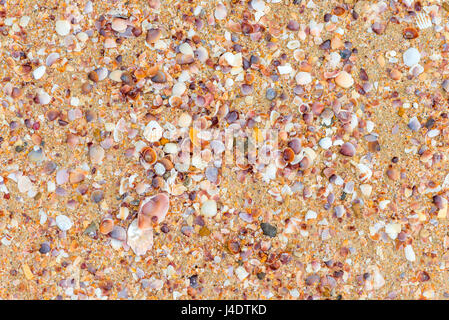 Seashells on wet sand on the shore background top view Stock Photo