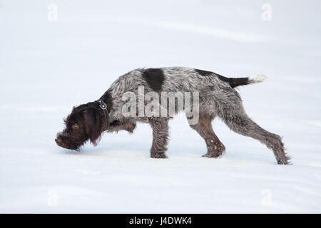 hunting dog sniffing a game animal in winter Stock Photo