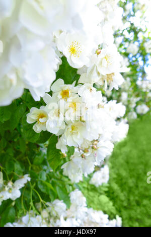 Lots of flower heads of a white rambler rose on a sunny summer day, text or copy space, green background Stock Photo