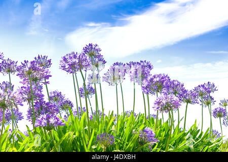 Purple-blue agapanthus flowers in full bloom on a sunny day against blue sky, bright colors, copy or text space, summer gardening background concept
