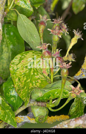 Damage caused early in the season by pear leaf blister mites, Eriophyes pyri, to the leaves and your fruit of pears, May Stock Photo