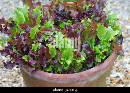 Garden container, a terracotta pot, with young mixed red and green lettuce plants grown for kitchen uses as cut or pick, and come again salad leaves,  Stock Photo