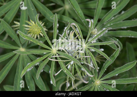 Lupin aphids, Macrosiphum albifrons, infestation on stem and apical shoots of a young tree lupin, Lupinus arboreus, a serious plant sucking pest in sp Stock Photo