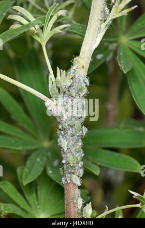 Lupin aphids, Macrosiphum albifrons, infestation on stem and apical shoots of a young tree lupin, Lupinus arboreus, a serious plant sucking pest in sp Stock Photo