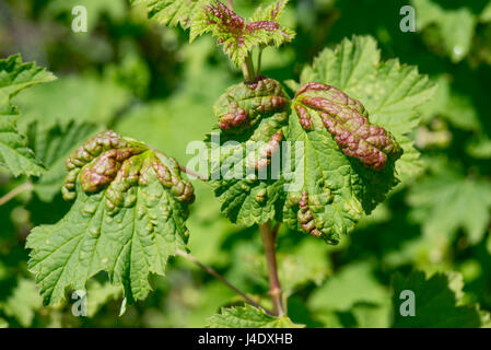 currant ribes leaves sp caused damage alamy blister red puckered aphids late spring