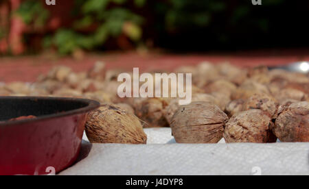 Dried Betel Nuts or Areca Nuts in the open Stock Photo