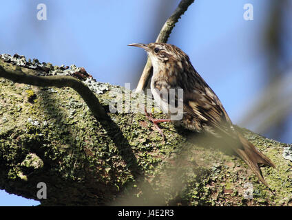 Braine Le Comte, Belgium. 12th May, 2017. A tree crawler carrying food to their nest. Credit: Leo Cavallo/Alamy Live News Stock Photo
