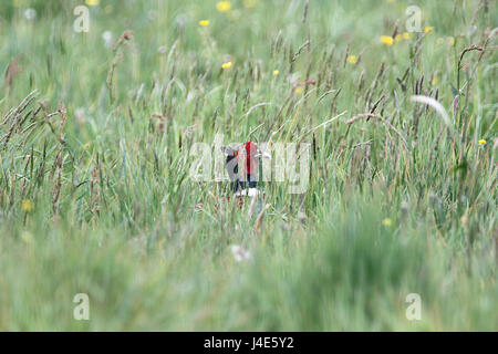 Braine Le Comte, Belgium. 12th May, 2017. A pheasant in the woods in search of food after rain. Credit: Leo Cavallo/Alamy Live News Stock Photo