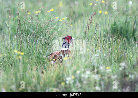 Braine Le Comte, Belgium. 12th May, 2017. A pheasant in the woods in search of food after rain. Credit: Leo Cavallo/Alamy Live News Stock Photo