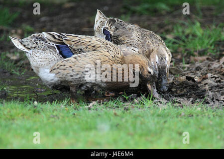 Braine Le Comte, Belgium. 12th May, 2017. The Ducks have fun in the mud after the storm and breaking the garden. Credit: Leo Cavallo/Alamy Live News Stock Photo
