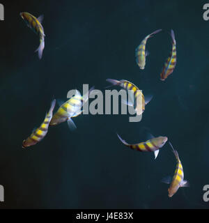 West Palm Beach, Florida, USA. 12th May, 2017. Parrot fish swim near the bridge north of the Jupiter lighthouse in Tequesta, Florida on May 12, 2017. Credit: Allen Eyestone/The Palm Beach Post/ZUMA Wire/Alamy Live News