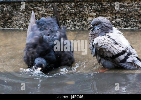 Glasgow, Scotland, UK. 13th May, 2017. Glasgow city's feral pigeons take a break from their busy schedule of feeding in George Square to indulge in a bath and take a cooling foot soak in the street puddles, after the sudden, heavy and first shower of rain in the city for 3 weeks Credit: Findlay/Alamy Live News Credit: Findlay/Alamy Live News Stock Photo