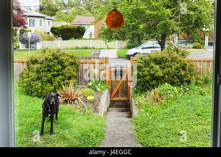 Dog in front yard.  Victoria BC Canada Stock Photo