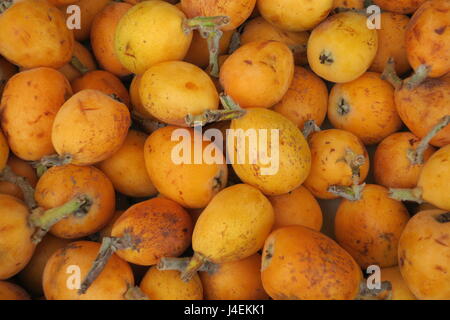 Loquat is a large evergreen shrub or small tree, with a rounded crown, short trunk and woolly new twigs. Stock Photo