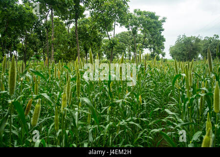 Millet fields in Aurangabad, Maharashtra India Stock Photo