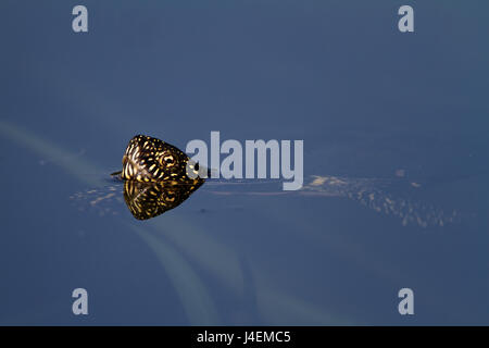 European pond turtle swimming in the marshes of Kopacki rit Stock Photo