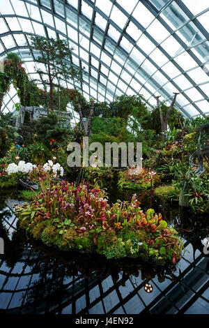 Carnivorous plant display inside Cloud Forest biosphere, Gardens by the Bay, Singapore, Southeast Asia, Asia Stock Photo