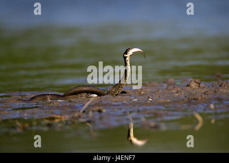 Grass snake eating a fish in a shallow pond, Kopački rit, Croatia Stock Photo