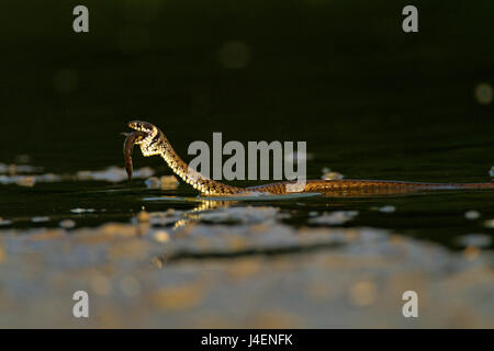 Grass snake eating a fish in a shallow pond, Kopački rit, Croatia Stock Photo