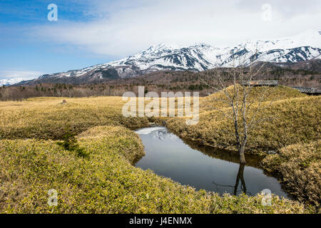 Field of Veitch's Bamboo in the Shiretoko Goko Lakes area, UNESCO, Shiretoko National Park, Hokkaido, Japan Stock Photo