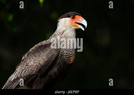 Portrait of a crested caracara, Polyborus plancus, Pantanal, Mato Grosso, Brazil, South America Stock Photo