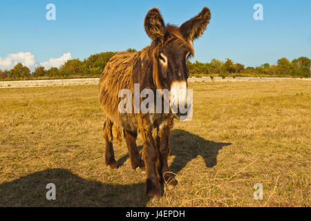 Woolly donkeys, a rare type (Baudet du Poitou) once used to carry salt, St. Martin de Re, Ile de Re, Charente-Maritime, France Stock Photo