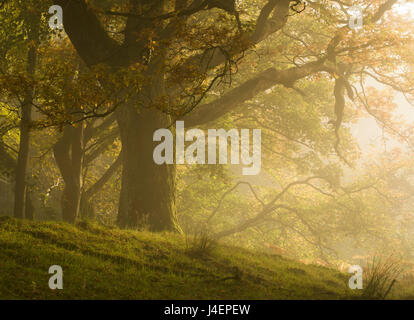 Early morning sunlight on the autumnal trees at Park Brow, Cumbria, England, United Kingdom, Europe Stock Photo