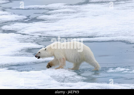 Female Polar bear (Ursus maritimus) walking on pack ice, Svalbard Archipelago, Barents Sea, Arctic, Norway, Scandinavia, Europe Stock Photo