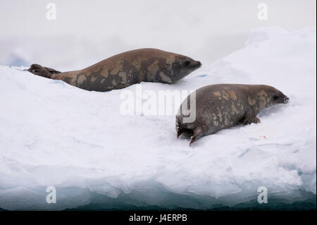 Crabeater seal (Lobodon carcinophaga) on the ice, Wilhelmina Bay, Antarctica, Polar Regions Stock Photo