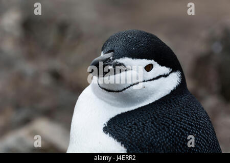 Close up portrait of a chinstrap penguin (Pygoscelis antarcticus), Half Moon Island, Antarctica, Polar Regions Stock Photo