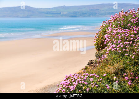 Hell's Mouth ( Porth Neigwl ) a popular surf beach on the tip of the Lleyn (Llyn) Peninsula in Gwynedd, North Wales Stock Photo