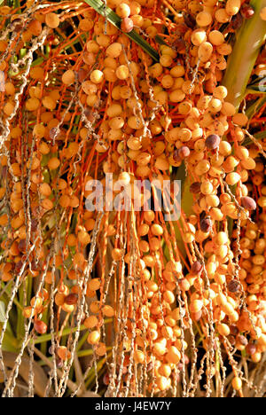 Palm tree dates (Phoenix dactylifera) with ripening fruit close-up shot Stock Photo