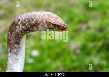 Close-up of sheltopusik legless lizard or Pseudopus apodus' also known as Pallas glass lizard Stock Photo