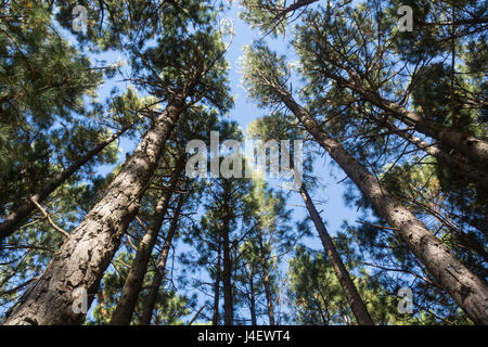 Looking up at pine trees Stock Photo